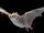 Northern white bat (SciiFii)