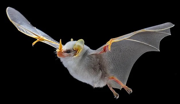 honduran white bat wings