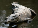 American crocodile