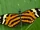Nutmeg longwing (SciiFii)