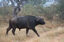 Cape Buffalo