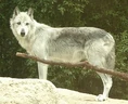 Mackenzie Tundra wolf (Canis lupus mackenzii)