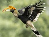 North American great hornbill (SciiFii)