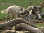 Striped hyenas