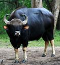 Gaur, one of the introduced species of Sylvan Island, common in the forests and grasslands of the island.