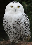 Snowy Owl apperead on the island.