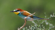 European bee-eater, a species of bee-eater native to Europe, it can outcompete some native insectivorous birds for food.