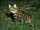 Asian Black-Footed Cat