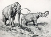 A sketch of a group North American elephants going to drink from a lake.