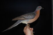 A Passenger Pigeon, a bird that went extinct on the mainland North America in 1914 but a huge flock of them still live on the island