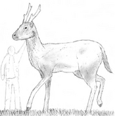Upright Deer