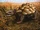 Savanna Rattleback