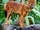 Californian Dhole