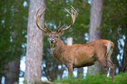 Red deer