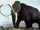 American Mammoth