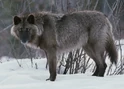 Alexander Archipelago wolf (Canis lupus ligoni)