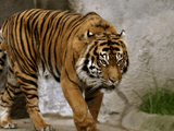 Bali tiger (SciiFii)