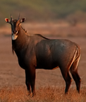 Nilgai