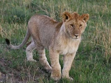 Pygmy Lion