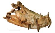 A Kaprosuchus Skull With Bite Marks of Either a Carcharadontosaurus or a Great White Shark