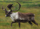 Boreal woodland caribou