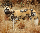 West African wild dog, one of the introduced species of Nova Island, common in the grasslands of the island.