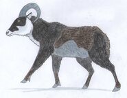 Lincoln Island's mouflon