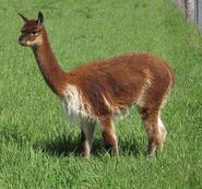 Vicuña, a species of South American camel native to Argentina, but has been introduced to Dinosaur Paradise in case if the mainland ones become extinct.