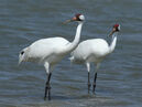 Whooping cranes