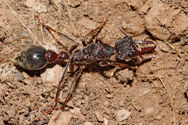 Bull Ants are one of three ant Species on the island (The other being Titanomyrma (The Size of a Hummingbird) and the Meat ant.