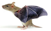 A common flying mouse flapping its wings to fly up.