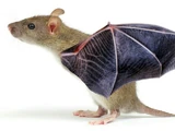Common Flying Mouse