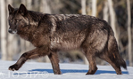 Interior Alaskan wolf (Canis lupus pambasileus)