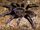 American whistling tarantula (SciiFii)