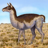 Large-headed llama (Hemiauchenia macrocephala)
