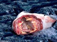 The Wolf Shark has The Teeth Of A Grizzly Bear and Is very Dangerous being 14 Fatlities each year.They Attack Basking Sharks and Sand Tiger Sharks.