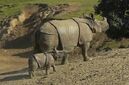 Mother Javan rhinoceros and her calf