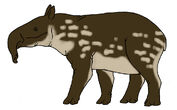 Madagascian tapir