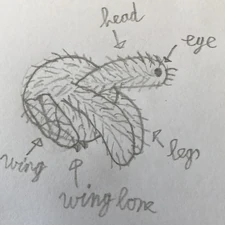 Dolar Muscas Example