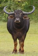 Water buffalo