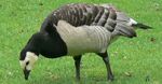 Barnacle Goose, one of the most common goose species of the island, it is also overabundant and tolerates well with human activities, it can also survive well in human settlements and are nonaggressive, unlike other barnacle geese subspecies