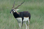 Blackbuck