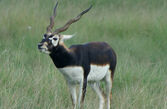 Blackbuck