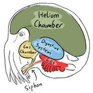 The internal anatomy of the ghast.