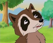 Raccoon (Franklin)