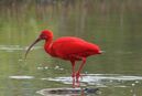 Scarlet ibis