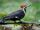 Blumsberg Island pileated woodpecker
