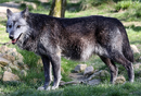 Northwestern wolf, one of the introduced species of Nova Island, common in the forests, grasslands and mountains of the island.