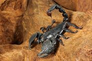 Emperor Scorpion One of only few scorpion speices on the island