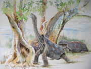 Rodriguez saddleback greater tortoise (SciiFii).jpg